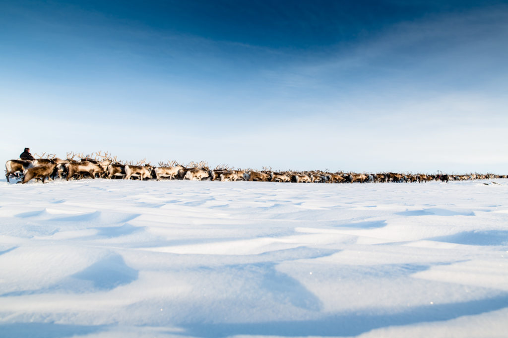 Bild från världsarvet Laponia
